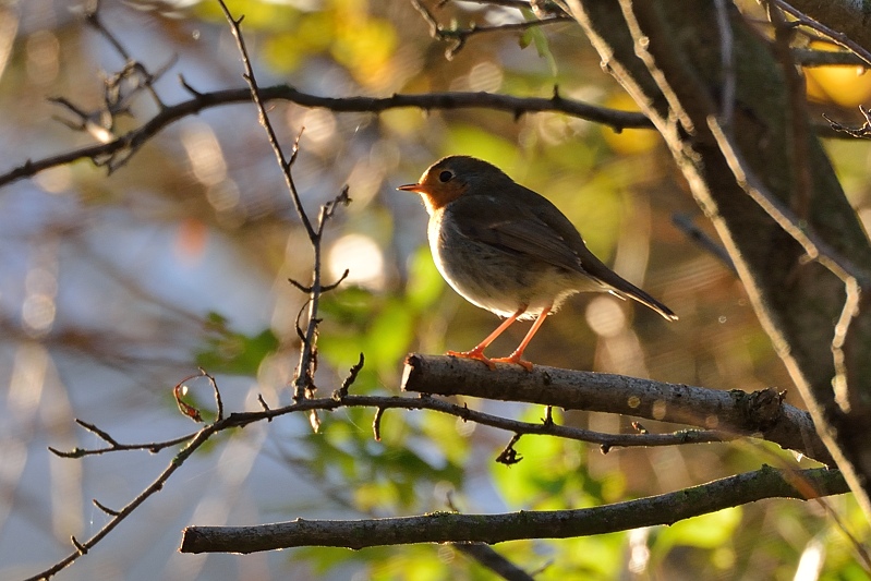 Roodborst